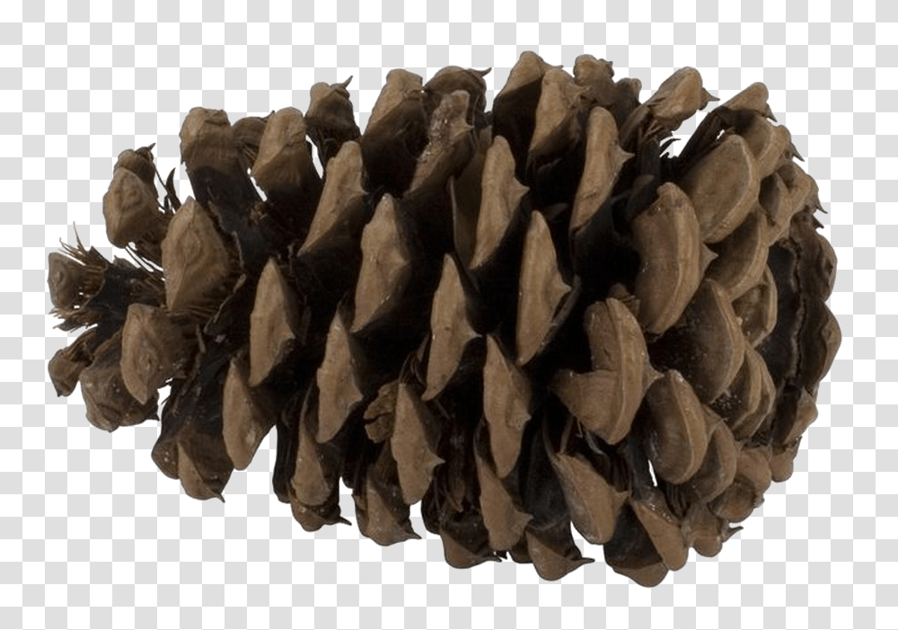 Pine Cone Photo Pine Tree Seed, Rock, Bag, Mineral, Bat Transparent Png