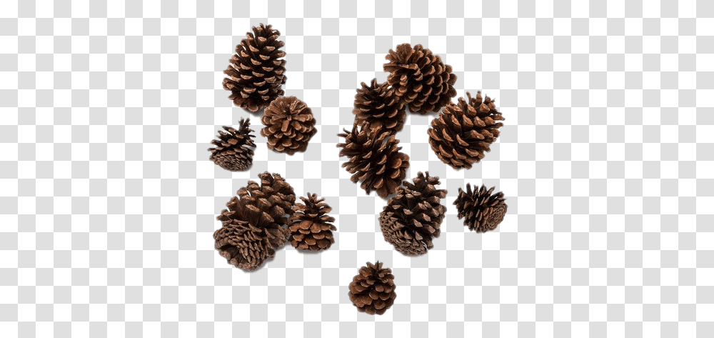 Pine Cone Photos Christmas Pine Cone, Tree, Plant, Conifer, Larch Transparent Png