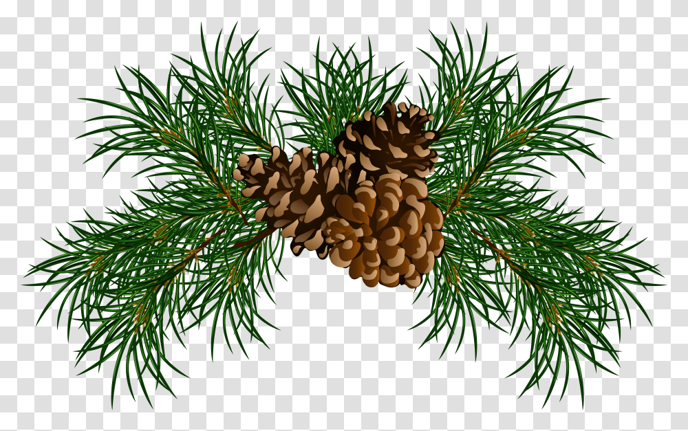 Pine Cone Pine Needle Clip Art, Tree, Plant, Conifer, Fir Transparent Png