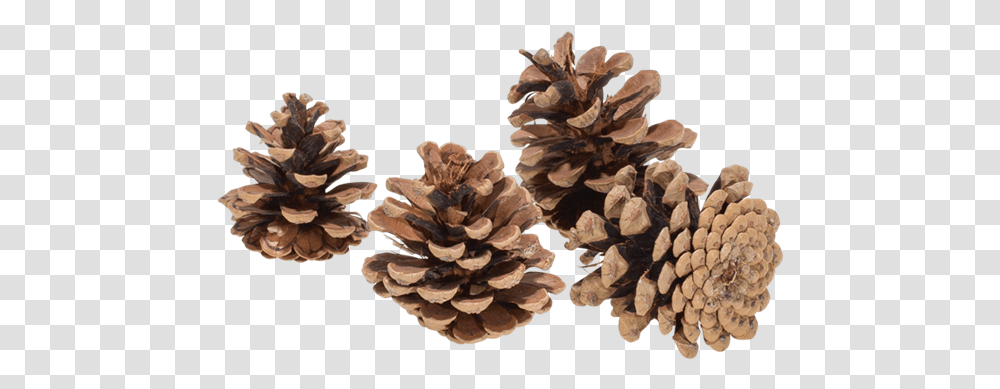 Pine Cone, Plant, Tree, Fungus, Vegetable Transparent Png