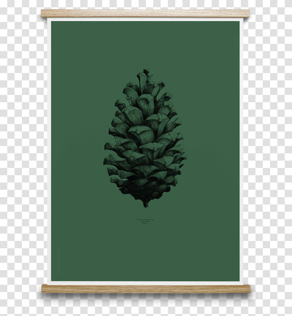 Pine Cone Print Free, Pineapple, Fruit, Plant, Food Transparent Png