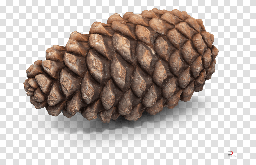 Pine Cone Royalty Free 3d Model Pine Cone 3d Model Free, Tree, Plant, Conifer, Larch Transparent Png