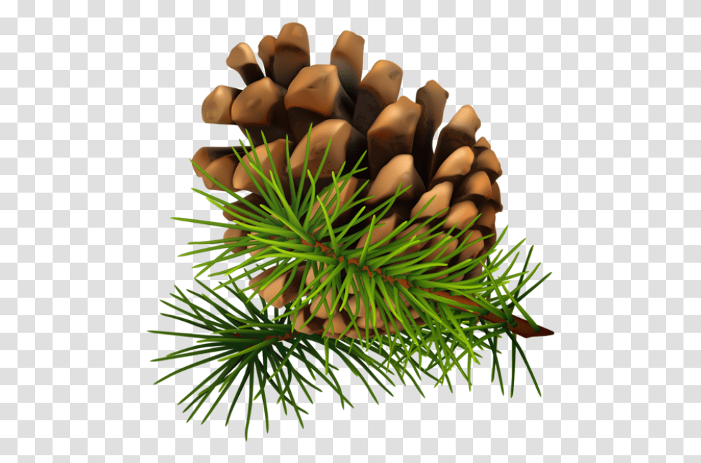 Pine Cone, Tree, Plant, Conifer, Larch Transparent Png