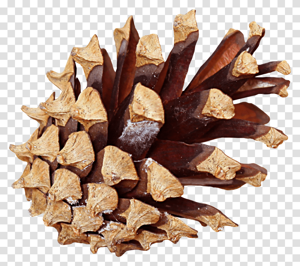 Pine Cone, Wood, Plant, Leaf, Lumber Transparent Png