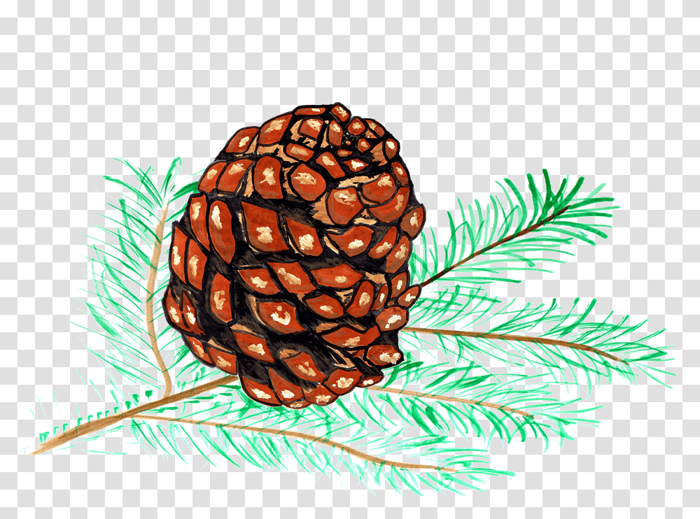 Pine Cones Pine Watercolor Isolated Handpainted De Pino Dibujo, Plant, Food, Pineapple, Fruit Transparent Png