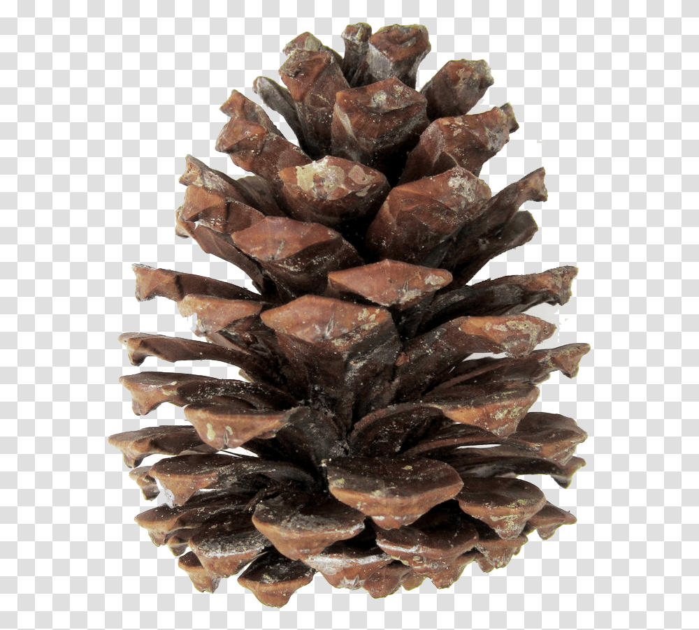 Pine Cones Pinecone, Wood, Plant, Fungus, Crystal Transparent Png