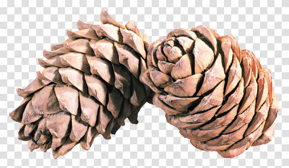 Pine Cones, Plant, Tree, Produce, Food Transparent Png