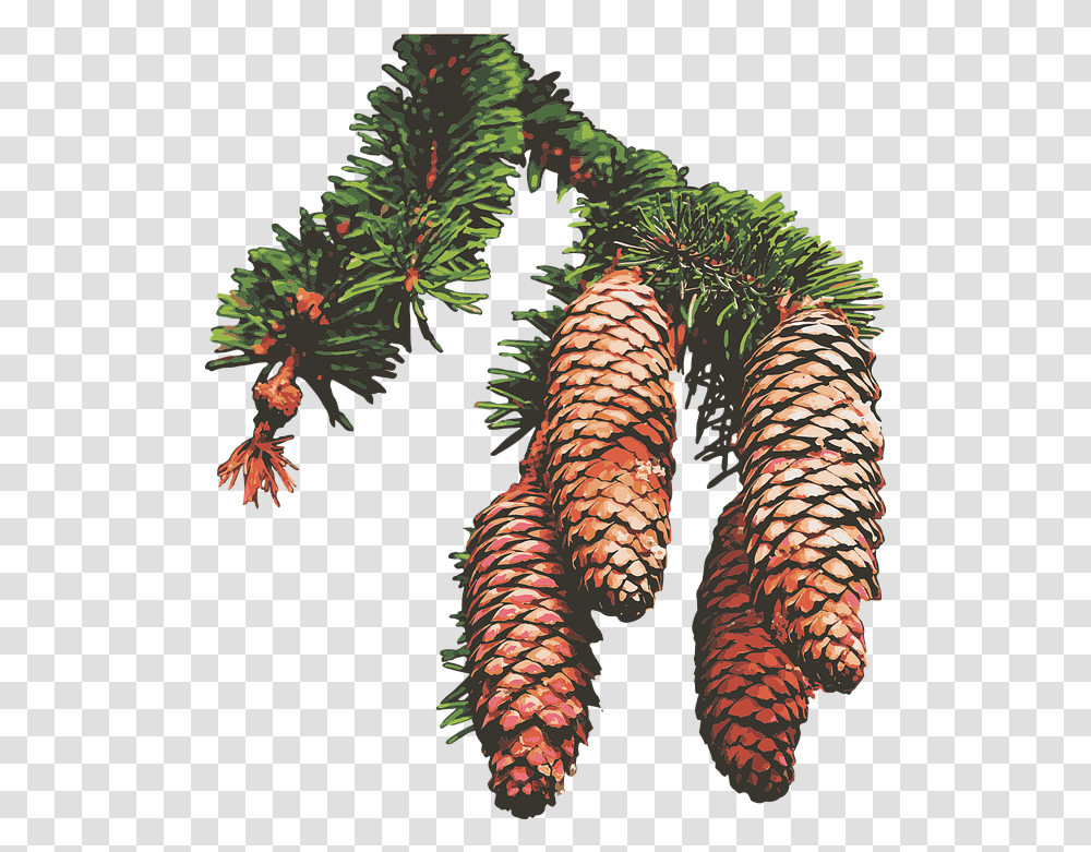 Pine Cones Trees Free Vector Graphic On Pixabay Shortleaf Black Spruce, Ornament, Plant, Pattern, Fractal Transparent Png