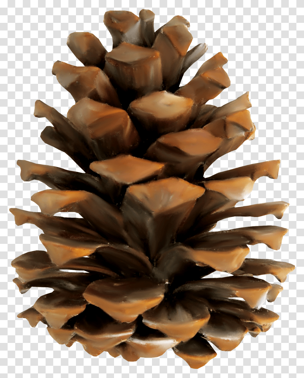 Pine Conifer Cone Euclidean Vector Pine Cone, Dessert, Food, Crystal, Sweets Transparent Png