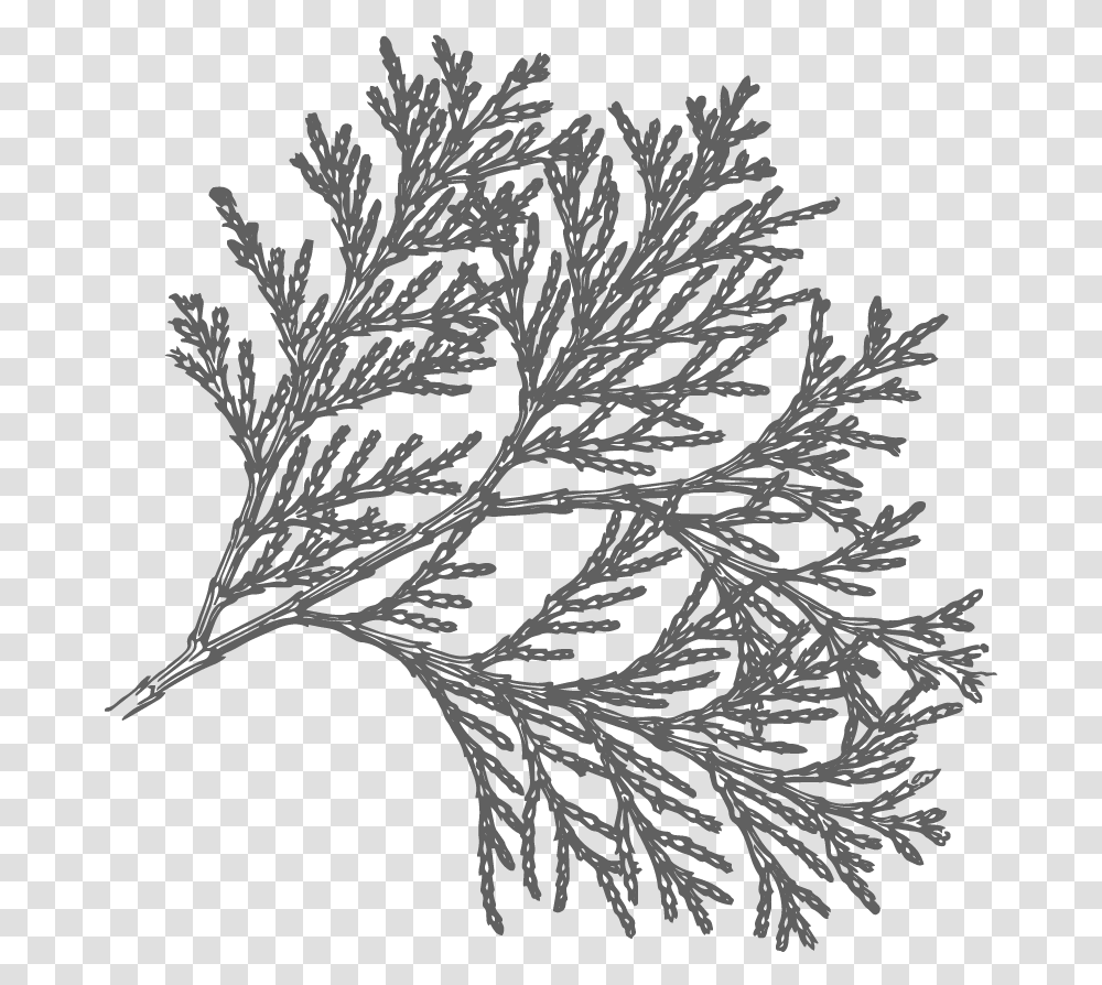 Pine Drawing Lodgepole Incense Cedar Tree Drawing, Bird, Animal, Stencil Transparent Png