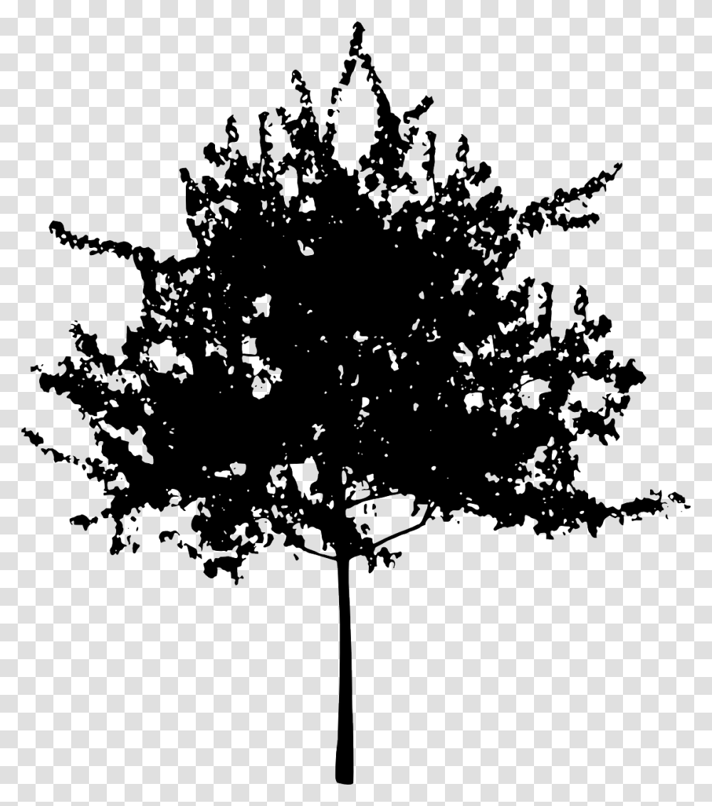 Pine Familyplantleaf Small Tree Silhouette, Stencil Transparent Png