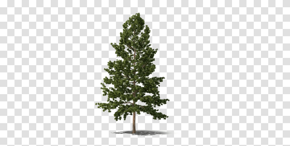 Pine Fir Spruce, Christmas Tree, Ornament, Plant, Conifer Transparent Png