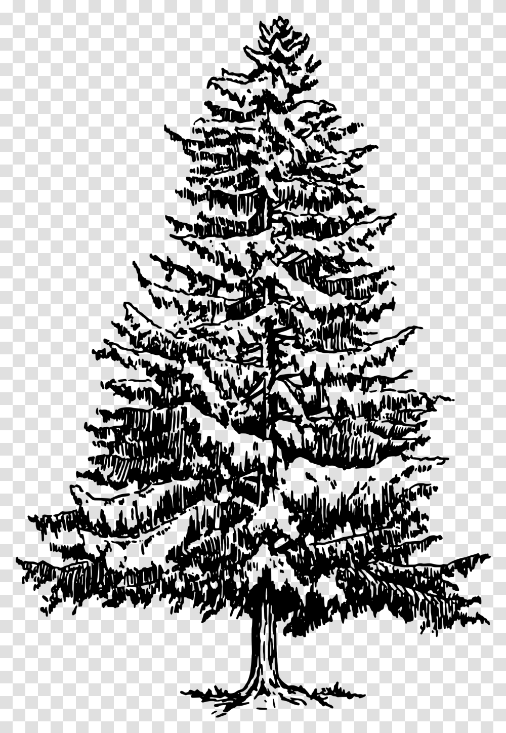Pine For Pine Tree Black And White, Gray, World Of Warcraft, Halo Transparent Png