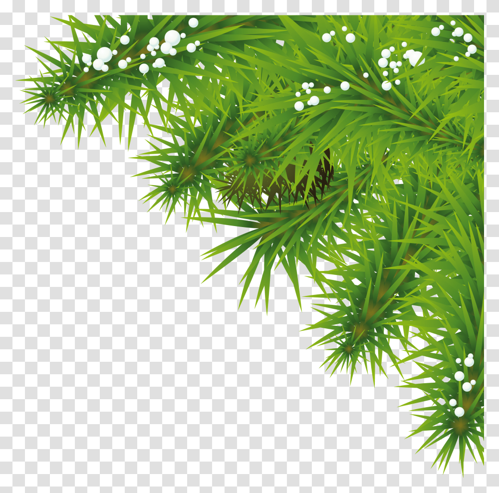 Pine Greenery Picture 804117 Christmas New Year Greetings, Leaf, Plant, Vegetation, Bush Transparent Png
