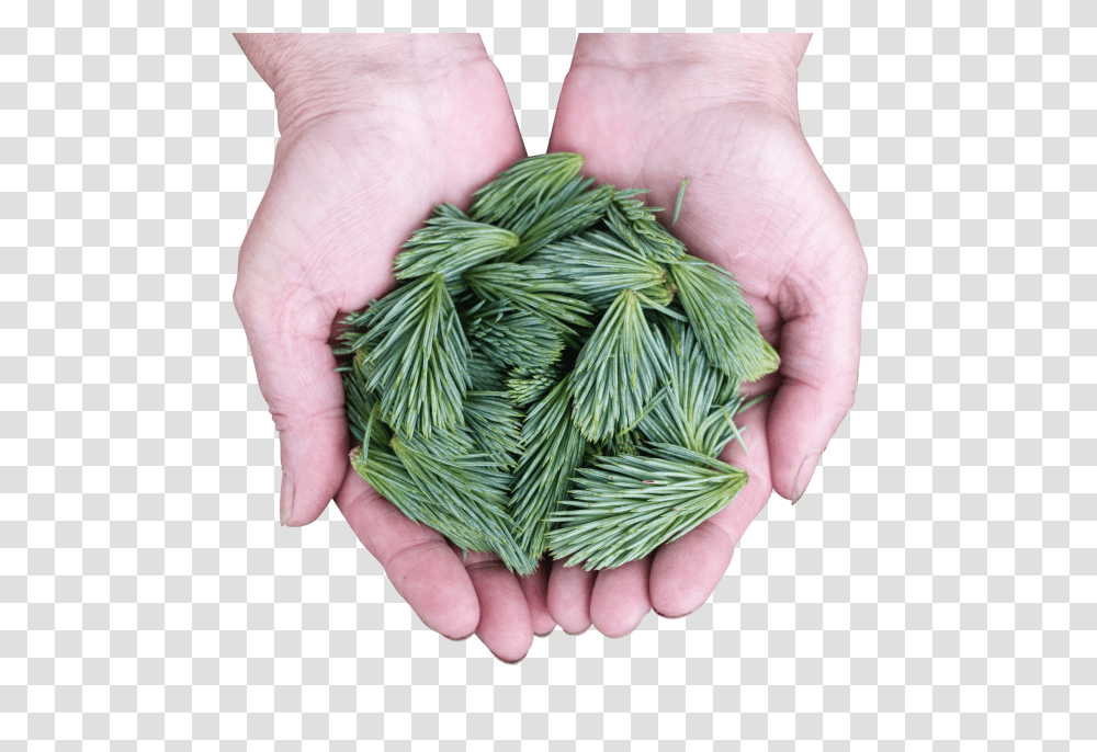 Pine Leaves Clip, Holiday, Person, Home Decor, Wool Transparent Png