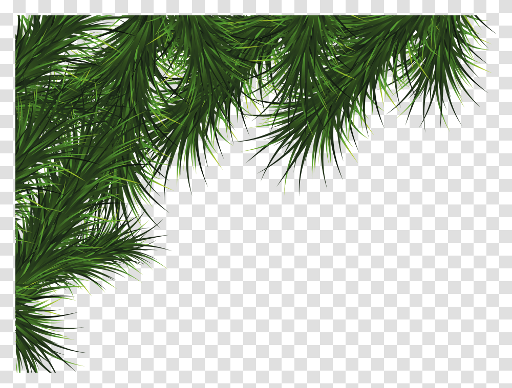 Pine Leaves Christmas Card Border Design, Plant, Tree, Conifer, Fir Transparent Png