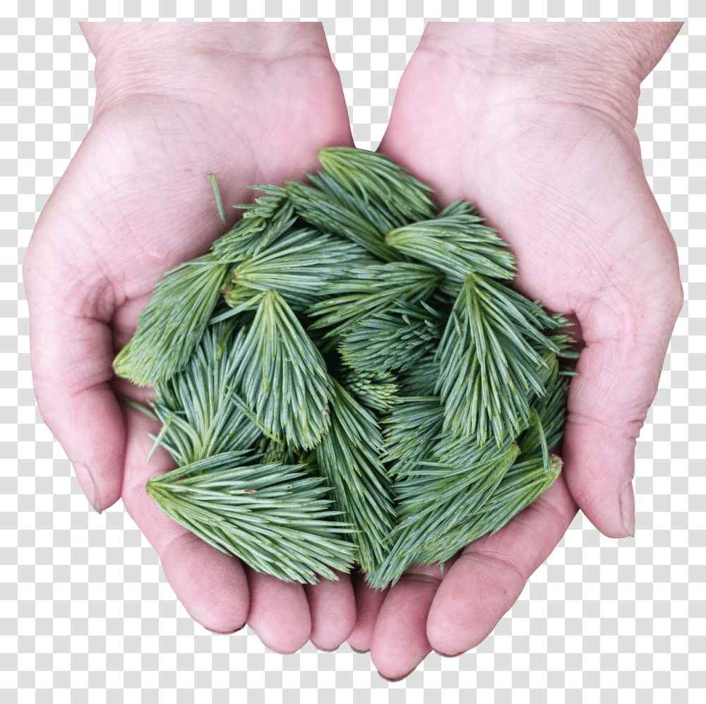 Pine Leaves Image Pngpix Portable Network Graphics, Person, Human, Finger, Hand Transparent Png