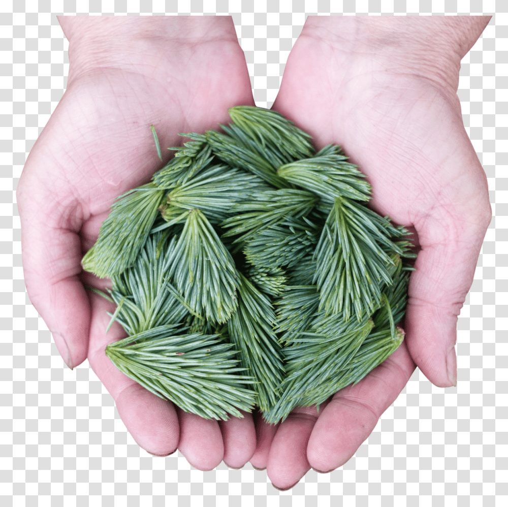 Pine Leaves Image Portable Network Graphics, Person, Finger, Plant, Hand Transparent Png