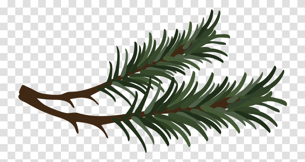 Pine Needle Clipart, Tree, Plant, Conifer, Fir Transparent Png