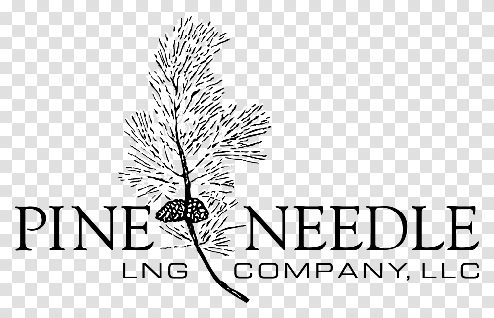 Pine Needle Logo Black And White Dunfermline Building Society, Tree, Plant, Conifer, Fir Transparent Png
