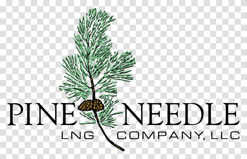 Pine Needle Logo Svg Temple University, Tree, Plant, Conifer, Larch Transparent Png