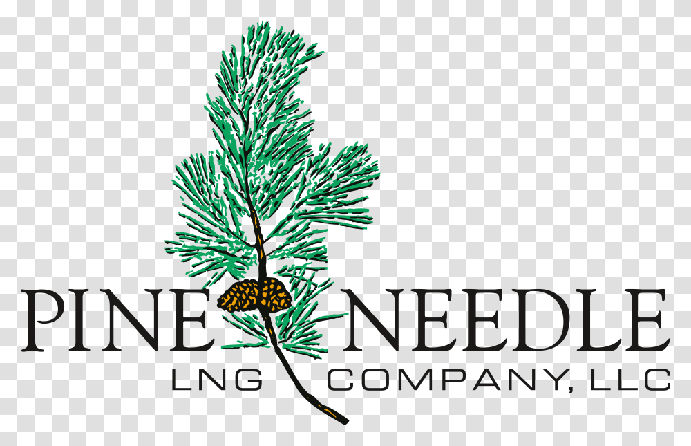 Pine Needle - Logos Download Phoenix Greens School, Tree, Plant, Conifer, Text Transparent Png