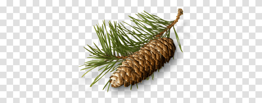 Pine Needles Cone And Conifer Cone Full Conifer Cone, Tree, Plant, Fir, Abies Transparent Png