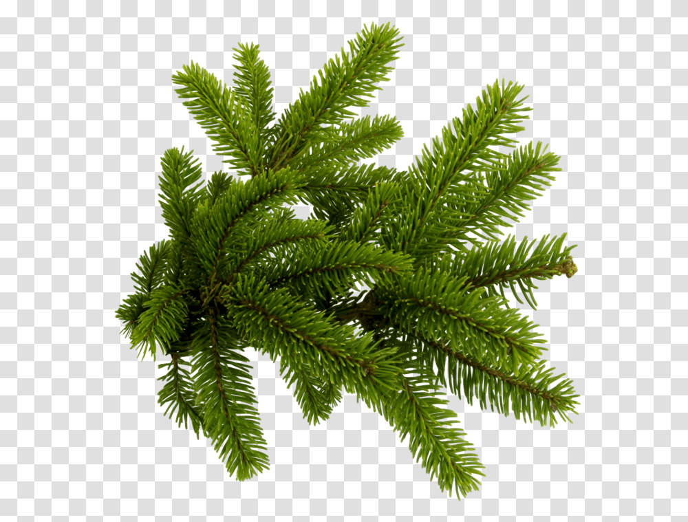 Pine Needles Download Christmas Tree Branch, Plant, Leaf, Conifer, Vegetation Transparent Png