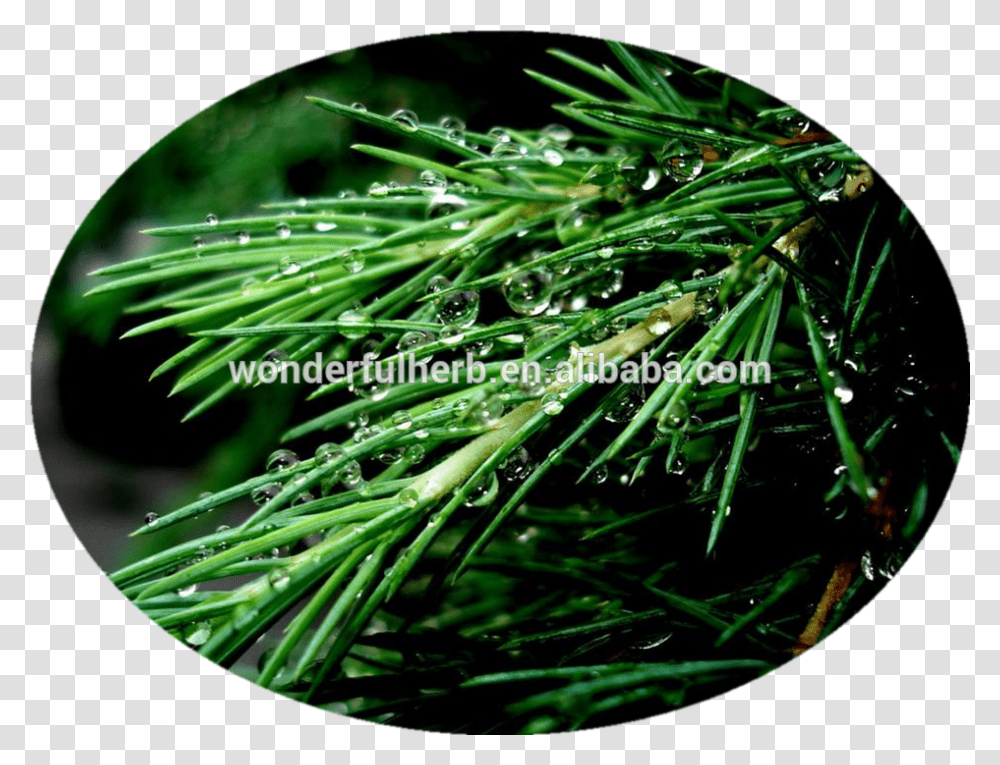 Pine Needles Evergreen, Tree, Plant, Conifer, Fir Transparent Png