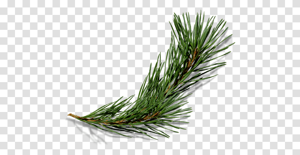 Pine Needles, Tree, Plant, Fir, Abies Transparent Png