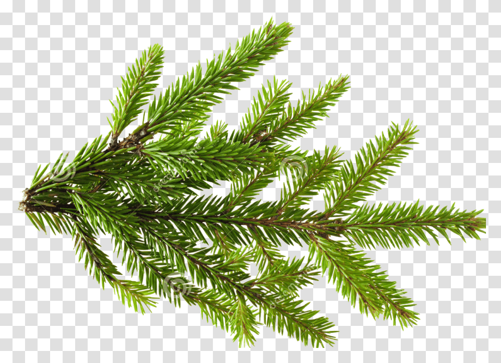 Pine Pine Tree Leaf, Plant, Insect, Invertebrate, Animal Transparent Png