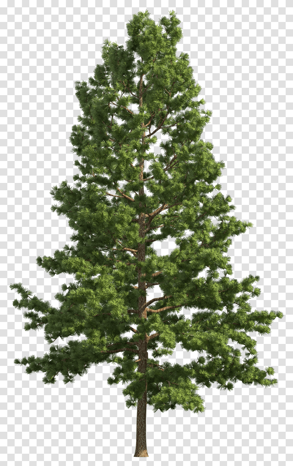 Pine Realistic Tree Pine Tree Background Transparent Png