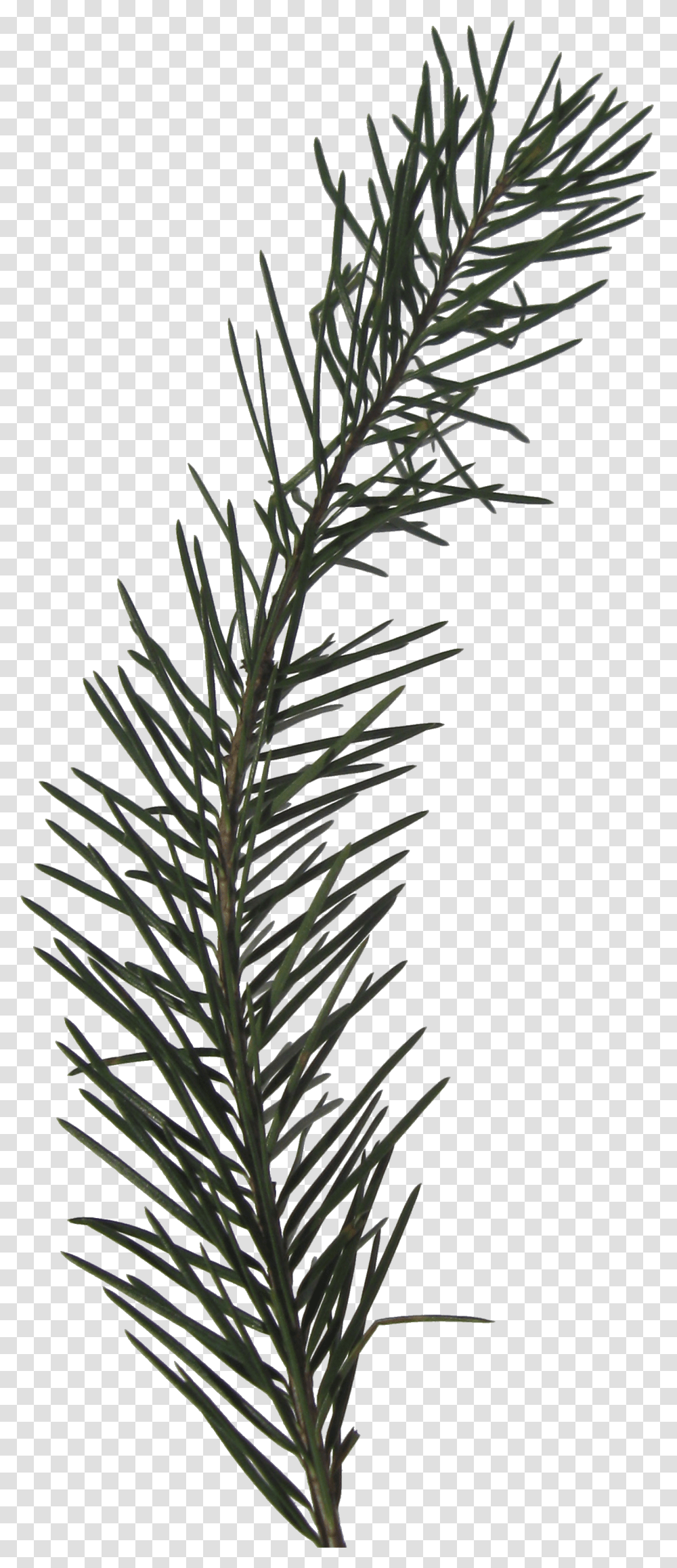 Pine Sprig, Tree, Plant, Fir, Abies Transparent Png