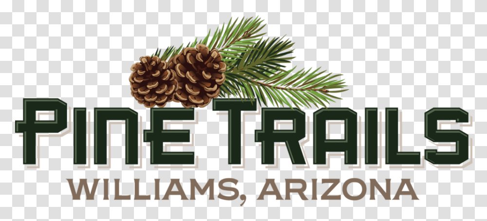 Pine Trails Williams Arizona New Homes Trail Life Logo, Tree, Plant, Conifer, Spruce Transparent Png