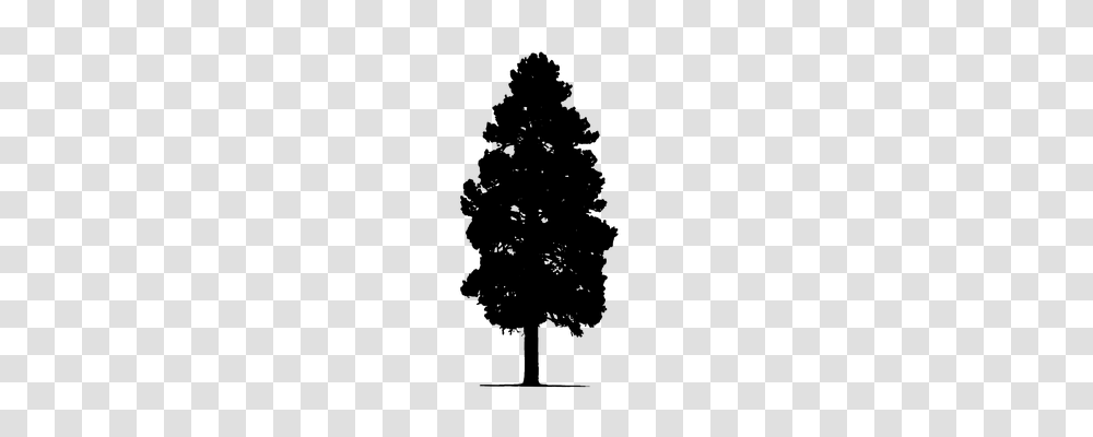 Pine Tree Nature, Gray, World Of Warcraft Transparent Png