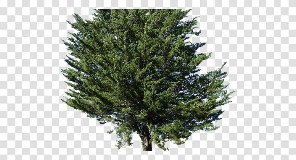 Pine Tree Alpha Image Top View Pine, Plant, Conifer, Fir, Abies Transparent Png