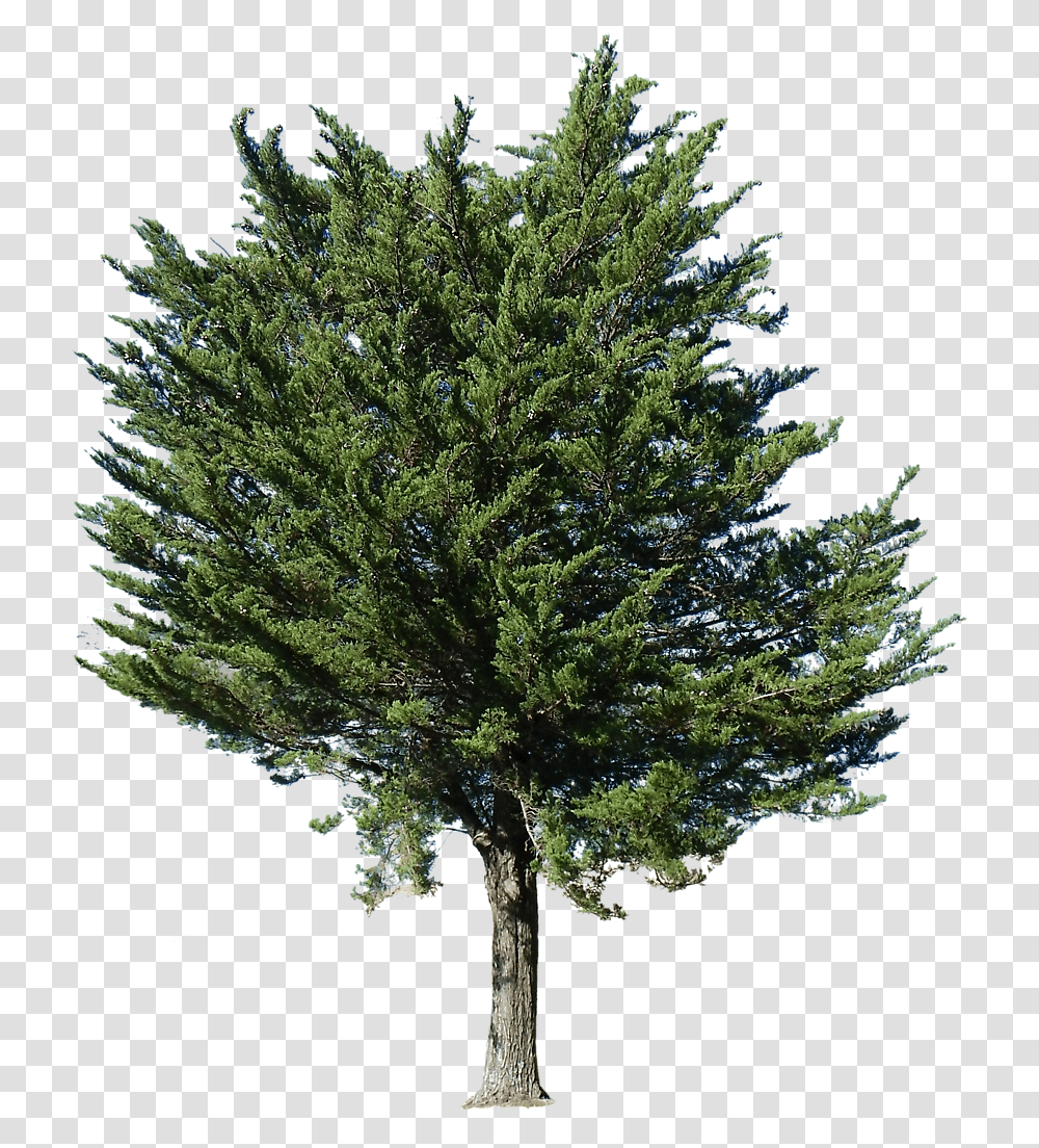 Pine Tree Alpha Pine Trees, Plant, Fir, Abies, Conifer Transparent Png