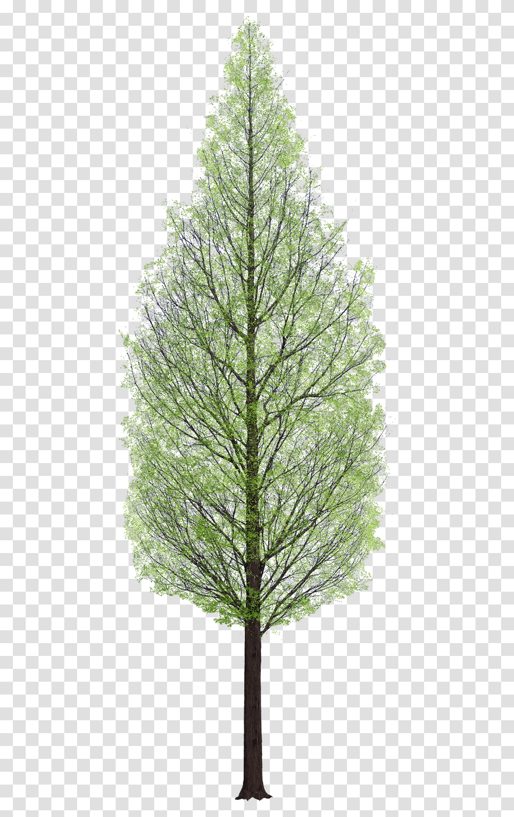 Pine Tree Architecture, Plant, Conifer, Fir, Tree Trunk Transparent Png