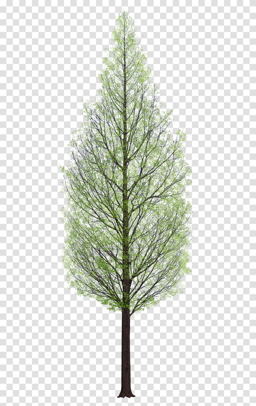 Pine Tree Architecture, Plant, Tree Trunk, Fir, Abies Transparent Png