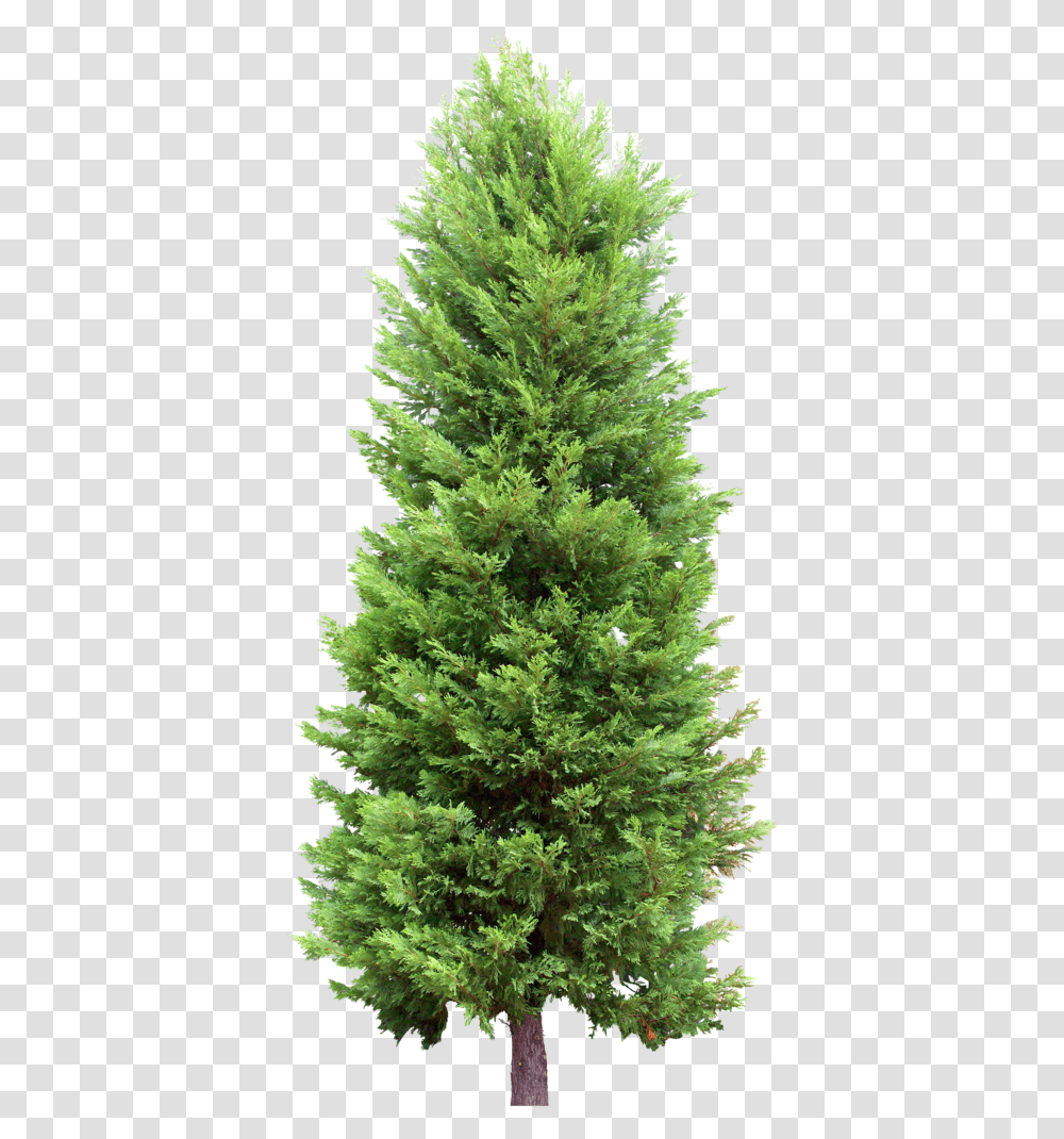 Pine Tree Background, Plant, Christmas Tree, Ornament, Conifer Transparent Png