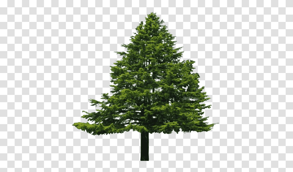 Pine Tree Background, Plant, Christmas Tree, Ornament, Fir Transparent Png