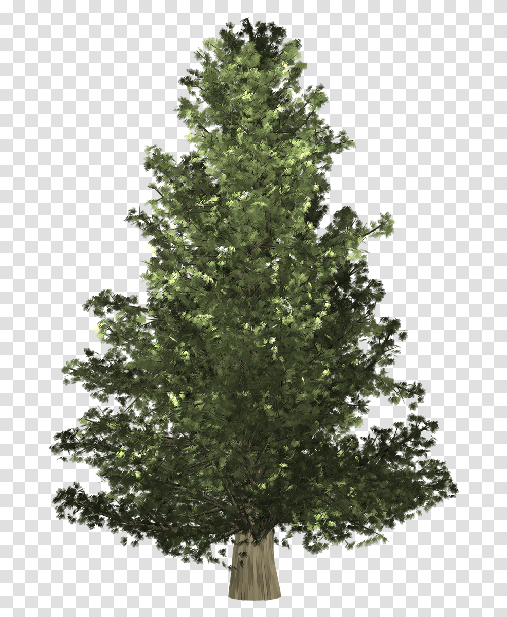 Pine Tree Background Xmas Christmas Day, Plant, Christmas Tree, Ornament, Fir Transparent Png