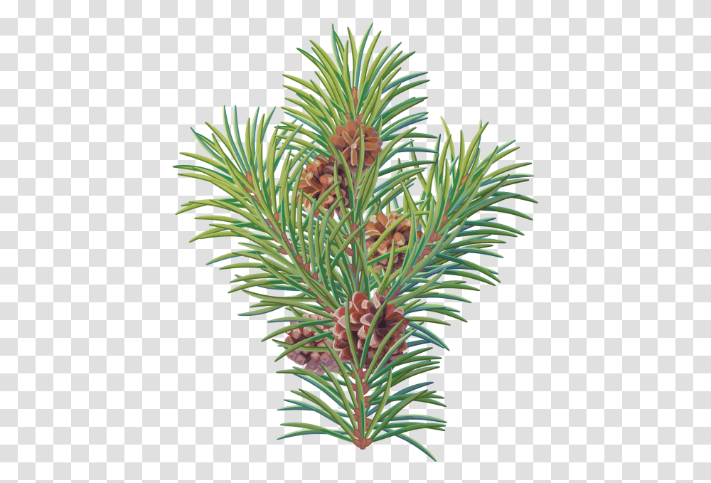 Pine Tree Branch Branch Christmas Tree, Plant, Conifer, Fir, Abies Transparent Png