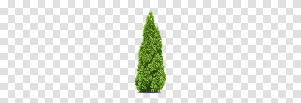 Pine Tree Branch Image, Plant, Spruce, Conifer, Green Transparent Png