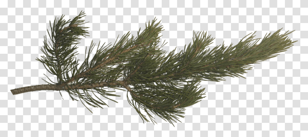 Pine Tree Branch Pine Branch, Plant, Conifer, Fir, Abies Transparent Png