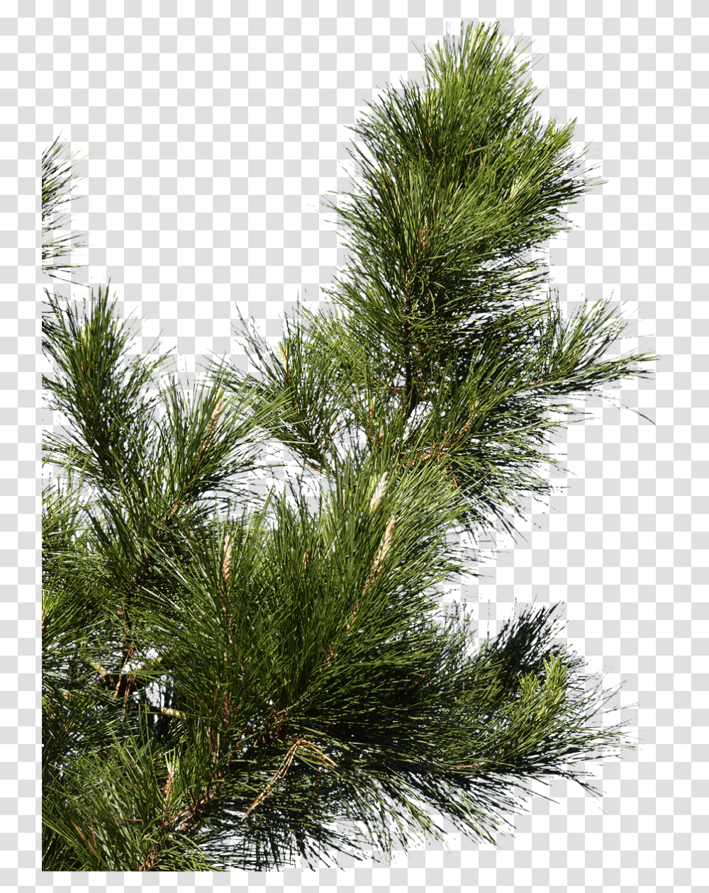 Pine Tree Branch, Plant, Conifer, Fir, Abies Transparent Png