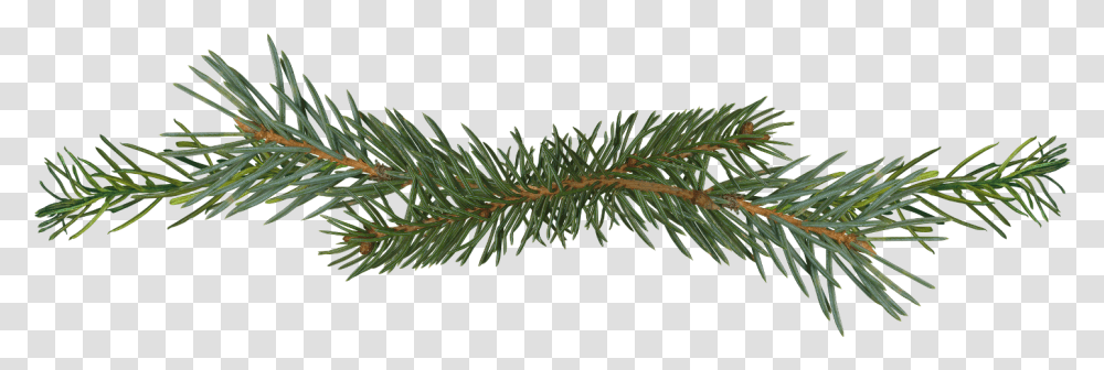 Pine Tree Branch, Plant, Conifer, Spruce, Fir Transparent Png