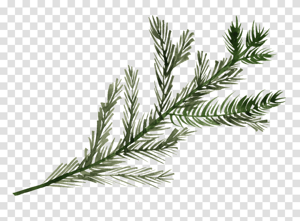 Pine Tree Branch, Plant, Food, Seasoning, Dill Transparent Png