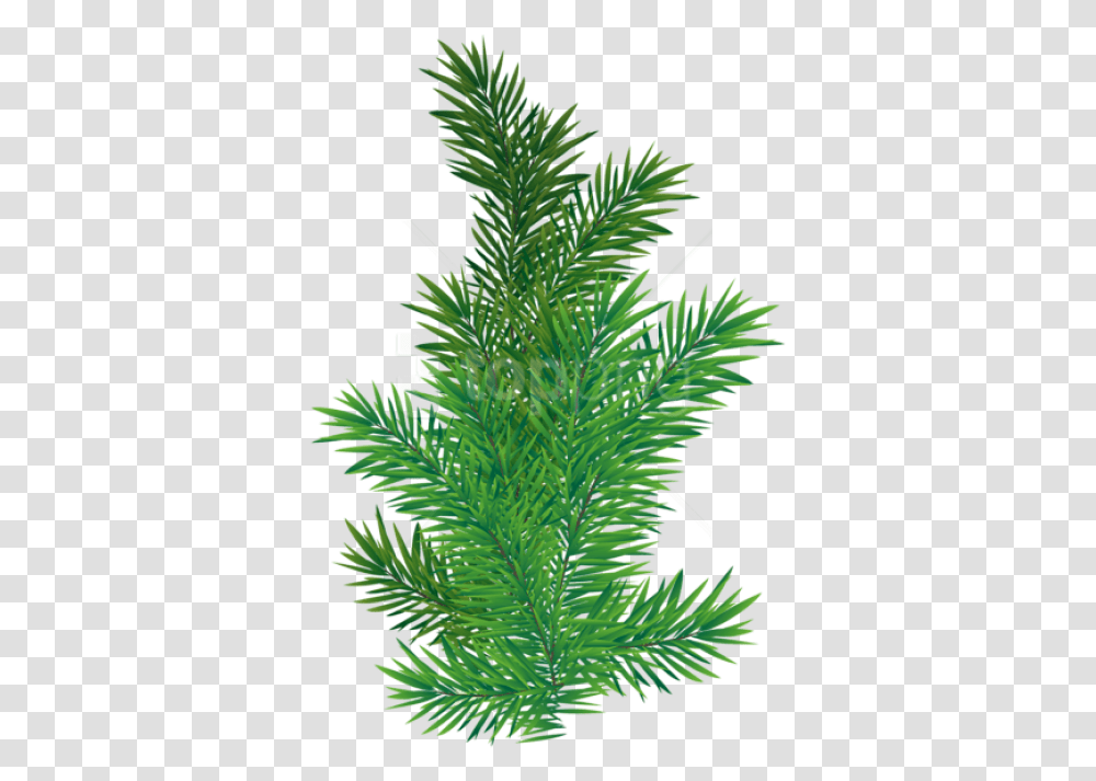 Pine Tree Branch, Plant, Grass, Leaf, Vegetation Transparent Png
