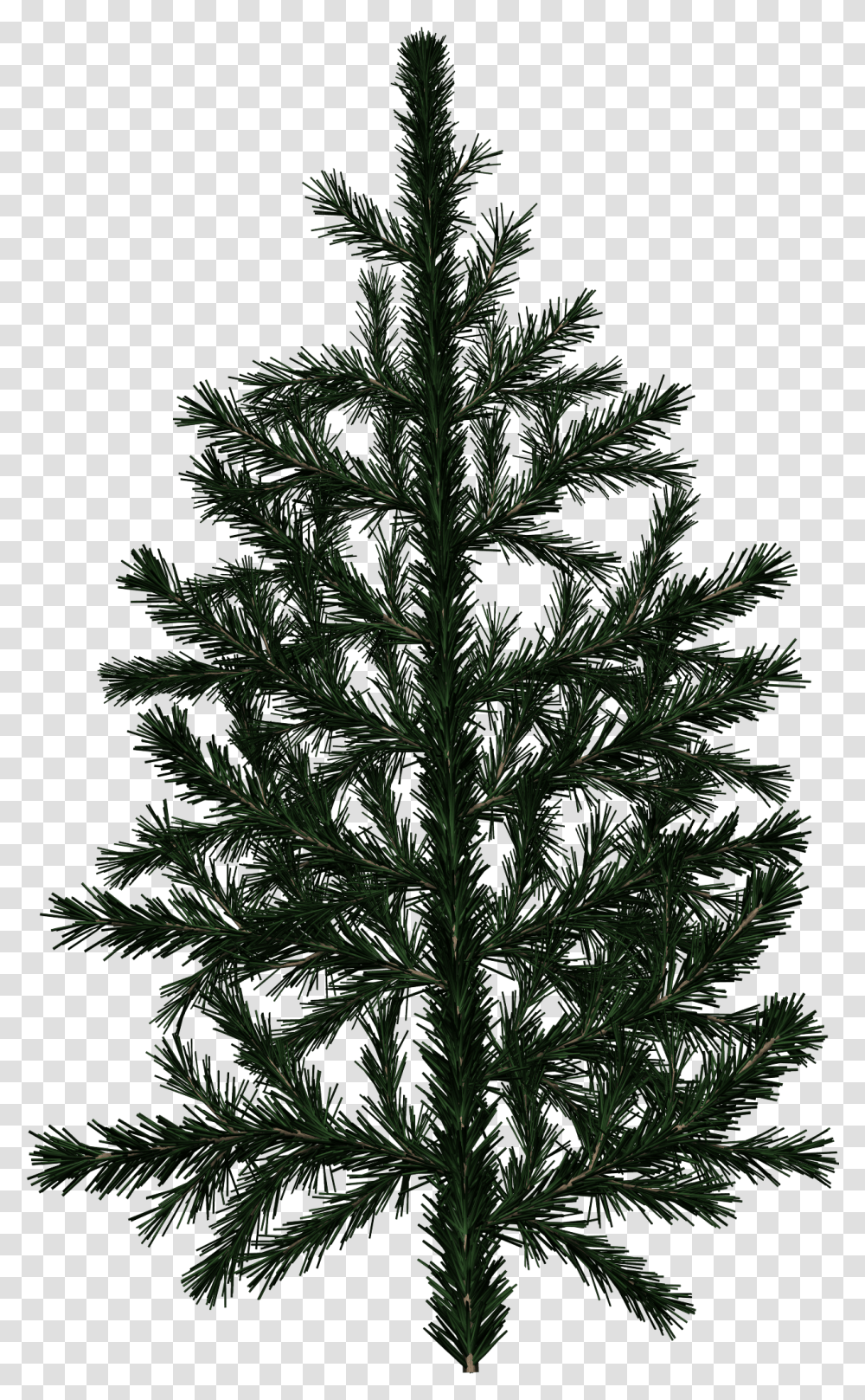 Pine Tree Branch Texture, Christmas Tree, Plant, Fir, Vegetation Transparent Png